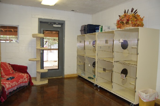 Cat Room