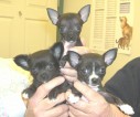 This pyramid of puppy perfection was brought to us by Geri Osterhout. Her Chihuahua, Bindi, delivered this lovely litter of three, and she was kind enough to share them with us.