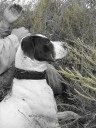 Here’s a lovely picture of Daisy, an English Pointer owned by Tiffani and Michael Webster. She’s hunting doves with her daddy, and loving the great outdoors.