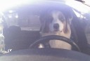 We don’t recommend letting your pets drive themselves home after anesthesia. Or ever. 