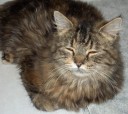 Dora was dropped off in a carrier at our clinic one day. Her inquisitive but easygoing nature made her perfect for us, so we adopted her as our newest clinic cat.