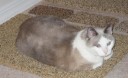 Mochi is the beloved cat of our own Dr. Denise Fisher. Mochi passed away recently and will be sorely missed by all. 