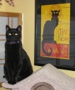 Dr. Fisher’s cat Roxy knows she’s the real ruler of the house as she pretends to be a model. 