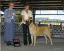 This is Ellie, owned by Wendy Cornwell. Ellie was born at our hospital, and has grown up to be a beautiful show dog. 