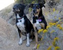 Jack and Jasmine looking great together. Picture by Ginger and Mel Kunkel.