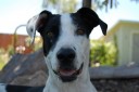 Kaya belongs to Michelle, our Office Manager. She’s a unique black and white labrador mix with a winning personality. 