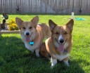 These two wonderful corgis are Kramer and Leo, owned by Kristina Johnson. They love to come in and get their manicures with us.