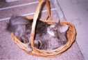 lilly-in-basket