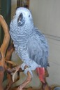 Poe is a young African Gray Parrot that hangs out in our reception area from time to time. He’s still getting used to most people, but he loves to show off around his owner, our technician Rebekah. 