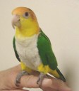 Rocky is a Caique belonging to our clients Vicki and Gordon Jones. Rocky came in for a checkup yesterday and the general consensus is that he is adorable.