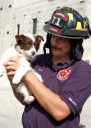 This is little Annie, a mini Australian Shepherd belonging to Cheryl Rosti. She just loves getting spoiled down at the fire station.