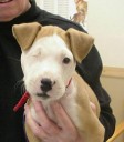 Rugby had a tough run of luck when he was trying to be adopted. His first two homes had some bigger dogs that didn’t appreciate him coming around. They beat him up and we were there to help put him back together again. Now he’s healthy and has a loving new home, and a new name: Captain Jack; but he’s short one eye.