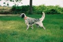Sooner is a Llewellin Setter belonging to our client Chris Peters. Here you can see her showing off her best pointing skills.
