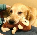 Stevie came in to get neutered recently, and I couldn’t resist putting this picture of him up in our gallery. He’s chomping his favorite monkey here, and he has other squishy friends that keep him company when he comes to see the doctor. His mom and dad, Christine and Rob Winslow, must be very proud of him.