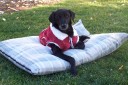 This is Tanga. She belongs to our friendly neighborhood web designer, Lynn Stott. She doesn’t usually wear dog coats, but she decided to model one for us in this shot. Looking good!