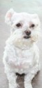 Here we have Toby, Owned by Paula Thompson, sitting pretty for his picture. 