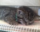 Let’s face it, it’s tough being a cat sometimes. 