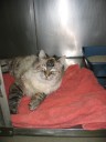 Yoki Kareoke, a former patient of ours. She was nursed back to health and adopted into a loving home. 