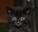 How could anyone say no to a face like that? Mary and Bruce Porter sure couldn’t, they adopted Zephyr right away. 